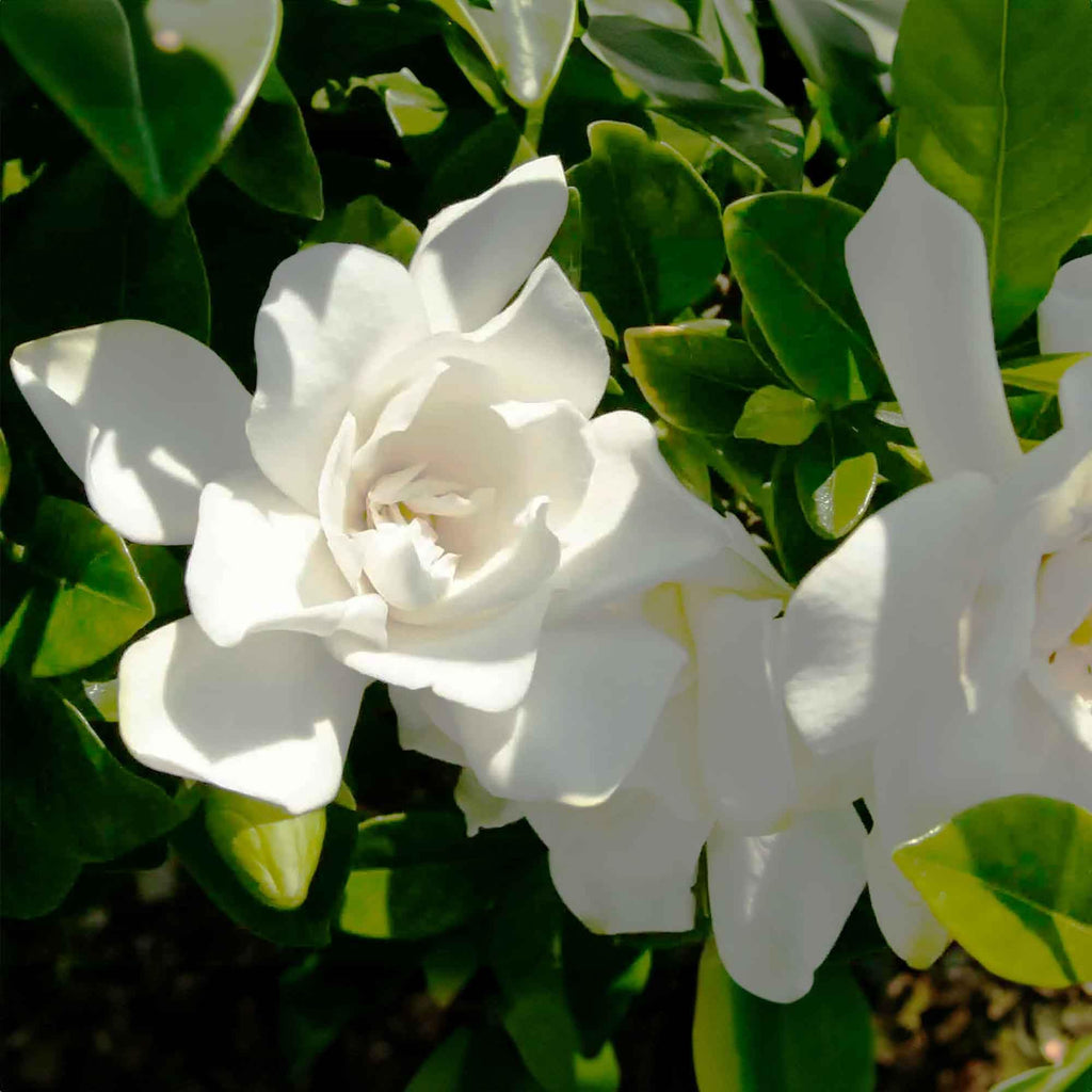 Gardenia Live Plant 1 Gallon T4055