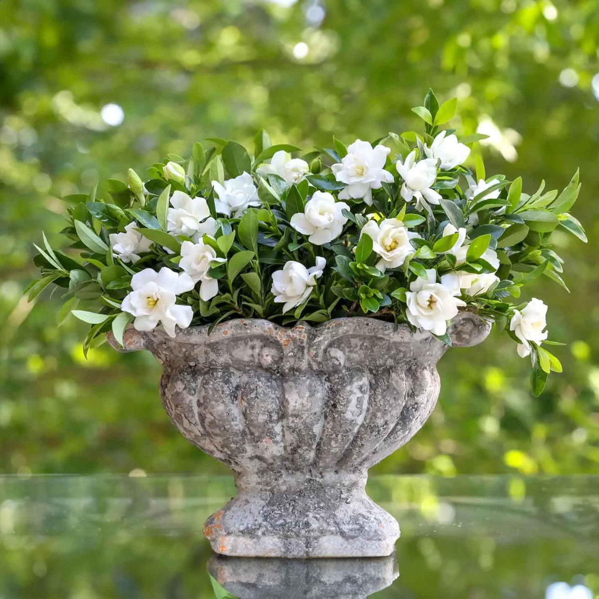 Gardenia Live Plant 1 Gallon T4055