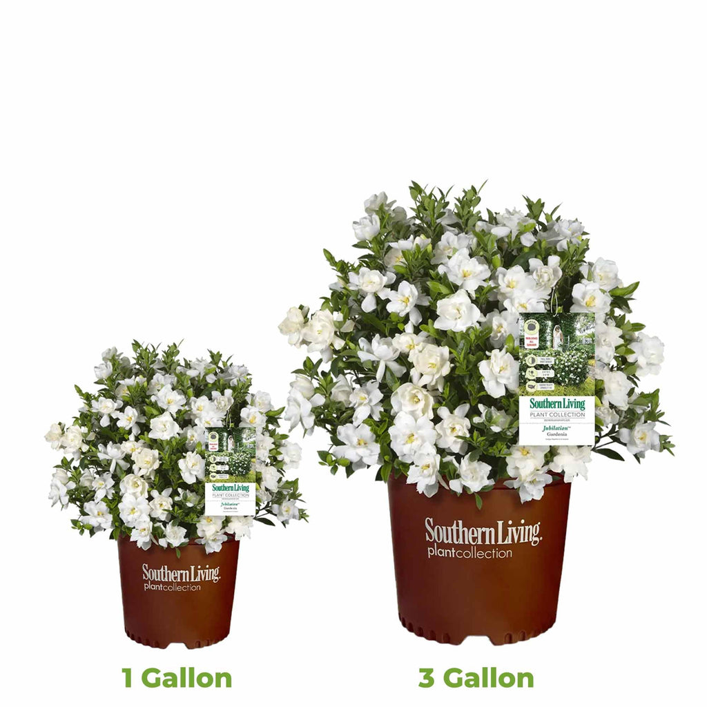 Gardenia Live Plant 1 Gallon T4055
