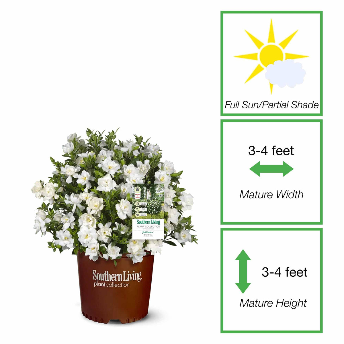 Gardenia Live Plant 1 Gallon T4055