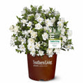 Gardenia Live Plant 1 Gallon T4055