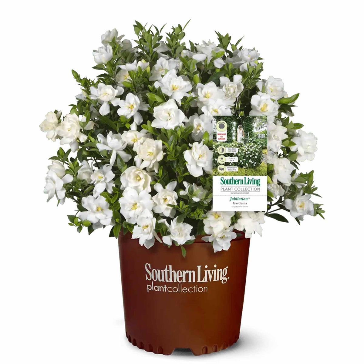 Gardenia Live Plant 1 Gallon T4055