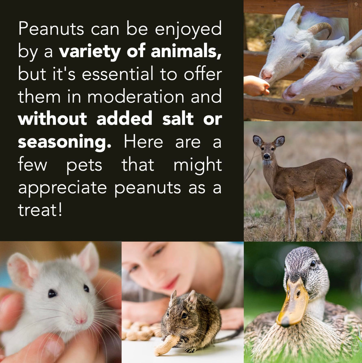 Raw Peanuts 25 LBS B86491